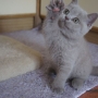 koty brytyjskie - chłopczyk liliowy De Vito