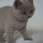 koty brytyjskie - chłopczyk liliowy De Vito