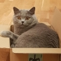 kot brytyjski - Jimuś w nowym domu