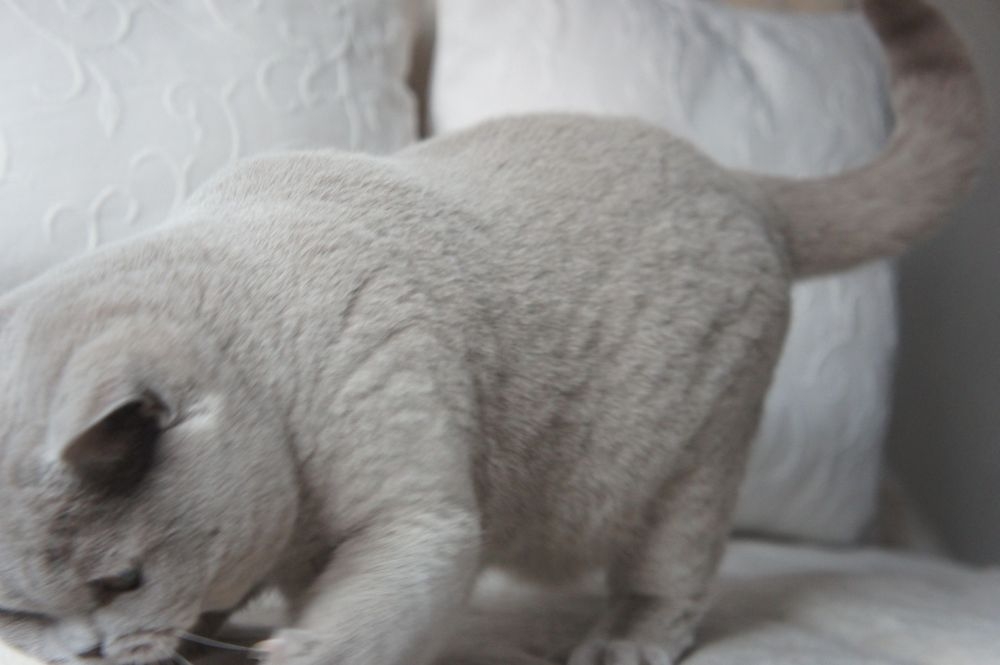 kot brytyjski liliowy - Donna Summer Amazing Aisha*PL