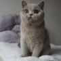 kot brytyjski liliowy - Donna Summer Amazing Aisha*PL - mam 7 m-cy