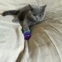 kotka niebieska - Diana Dors w nowym domu.
