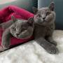 koty brytyjskie- kot niebieski DUKE