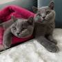 koty brytyjskie- kot niebieski DUKE