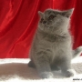 - koty brytyjskie- niebieski - ELIZE Amazing Aisha*PL -