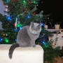 27 10 2013 - koty brytyjskie-ELIZE Amazing Aisha*PL - w nowym domku