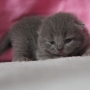 kot brytyjski niebieski - mam 4 dni