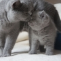 kot brytyjski niebieski - Mama Fifi i Eddie
