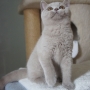 koty brytyjskie - hodowla - kotka liliowa - Fabienne