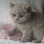 koty brytyjskie - hodowla - kotka liliowa - Fabienne 5 tygodni