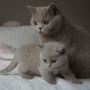 koty brytyjskie - hodowla - kotka liliowa - Fabienne 5 tygodni
