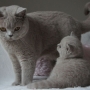 koty brytyjskie - hodowla - kotka liliowa - Fabienne 5 tygodni