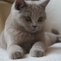 koty brytyjskie - hodowla - kotka liliowa - Fabienne