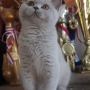 kotka liliowa - Fantasia Perła Południa - mam 3,5 m-ca