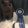 foto: Solveig Margrethe Emberland-19.05.2018 – Fernando Amazing Aisha bsh a got his second CACIB and was unanimous BEST IN SHOW adult male in category 3 today