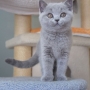kot brytyjski niebieski - Fernando - 10 tygodni