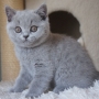 kot brytyjski niebieski - Fernando - 8 tygodni