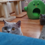 koty-brytyjskie- kotka niebieska - Fifi i Donna Summer w nowym domu
