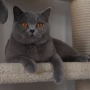 koty-brytyjskie- kotka niebieska - LV*RAYS of HOPE FIFI - pazdziernik 2015