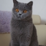 koty-brytyjskie- kotka niebieska - LV*RAYS of HOPE FIFI - pazdziernik 2015