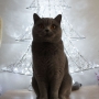 koty-brytyjskie- kotka niebieska - LV*RAYS of HOPE FIFI - 12 2015