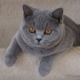 -koty-brytyjskie- kotka niebieska - LV*RAYS of HOPE FIFI - mam 5, 5 miesiąca