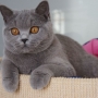 -koty-brytyjskie- kotka niebieska - LV*RAYS of HOPE FIFI - mam 7 miesięcy