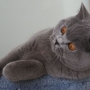 koty-brytyjskie- kotka niebieska - LV*RAYS of HOPE FIFI - mam 7 miesięcy