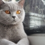 koty-brytyjskie- kotka niebieska - LV*RAYS of HOPE FIFI - wrzesień 2015