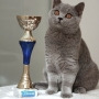 koty-brytyjskie- kotka niebieska - LV*RAYS of HOPE FIFI