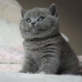 koty brytyjskie- François