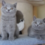 koty brytyjskie- Gregory i François