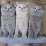 koty brytyjskie- Gregory, Garry Cooper i François