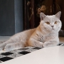 kot brytyjski liliowy - Garry Cooper w nowym domu Wigilia 2017