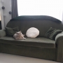 kot brytyjski liliowy - Garry Cooper w nowym domu