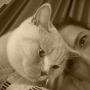 kot brytyjski liliowy - Garry Cooper w nowym domu - selfie z Pańcią