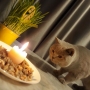 kot brytyjski liliowy - Garry Cooper w nowym domu - świętujemy mamy 1 rok.