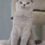 kot brytyjski liliowy - Garry Cooper- mam 5 m-cy