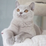 kot brytyjski liliowy - Garry Cooper- mam 5 m-cy
