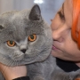 koty brytyjskie - foto: Sabina Sebestova -Gregory w nowym domu.