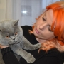 koty brytyjskie - foto: Sabina Sebestova -Gregory w nowym domu.