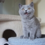 kot brytyjski niebieski- GREGORY - Grześ - 10 tygodni