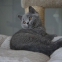 kot brytyjski niebieski- GREGORY - Grześ - 10 tygodni