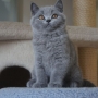 kot brytyjski niebieski- GREGORY - Grześ - 10 tygodni