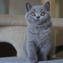 kot brytyjski niebieski- GREGORY - Grześ - 10 tygodni