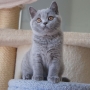 koty brytyjskie niebieskie - Gregory