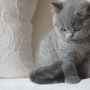 kot brytyjski niebieski- GREGORY - Grześ