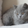 kot brytyjski niebieski- GREGORY - Grześ