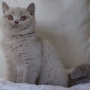 kot brytyjski liliowy- Harriet AmazingAisha*PL - 12 tygodni