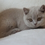 kot brytyjski liliowy- Harriet AmazingAisha*PL - 12 tygodni